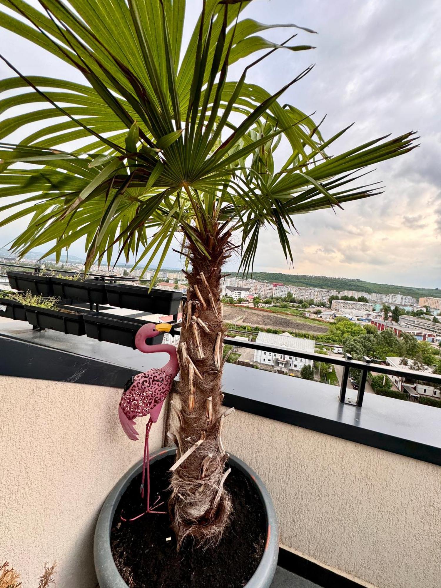 Penthouse Exclusive View , Iasi Lejlighed Eksteriør billede